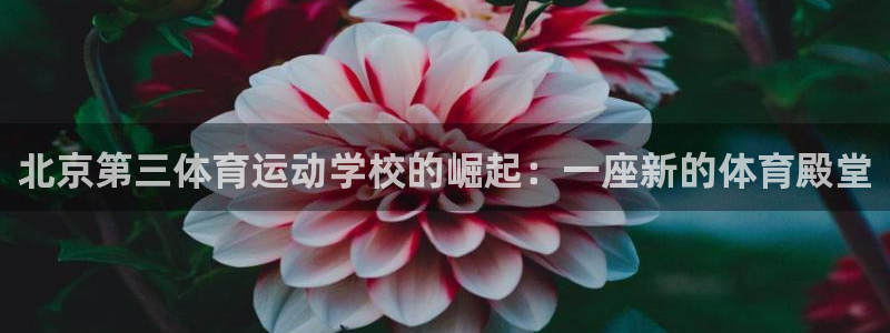 风动体育